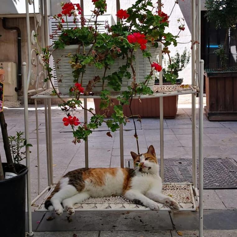 Gafa Garden Hostel & Apartments - Great Location イスタンブール エクステリア 写真